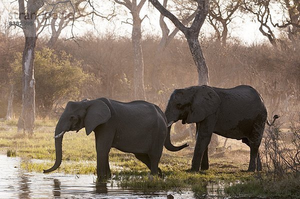 Afrika  Botswana  Okavangodelta