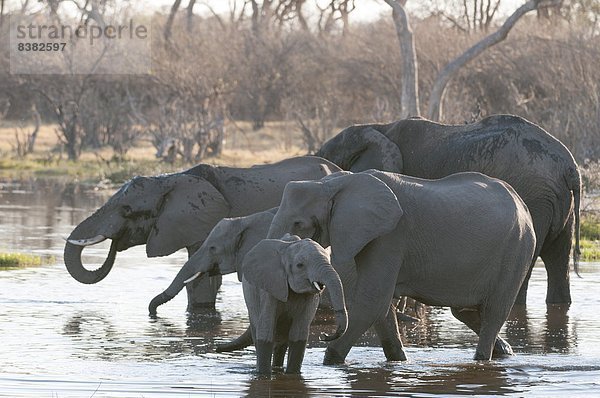 Afrika  Botswana  Okavangodelta