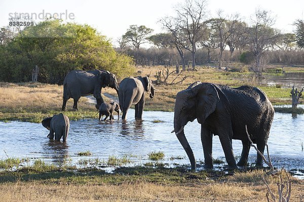 Afrika  Botswana  Okavangodelta