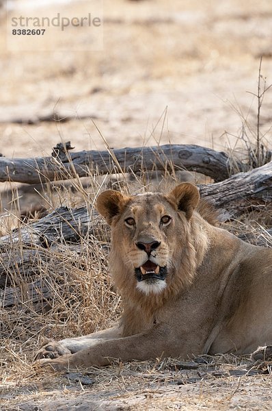 Afrika  Botswana  Okavangodelta