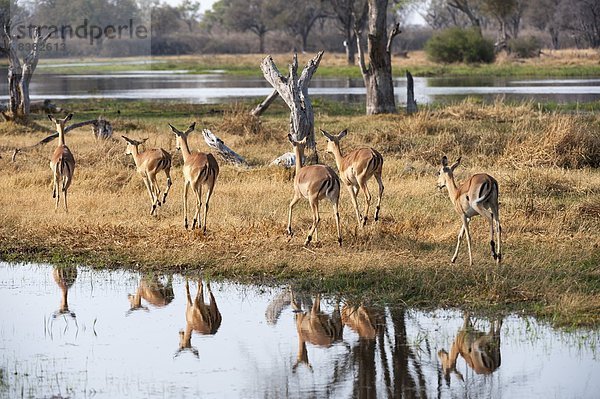 Afrika  Botswana  Okavangodelta