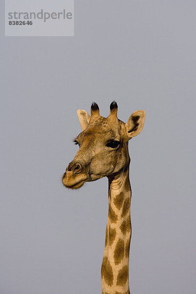 Giraffe  Giraffa camelopardalis  rennen  Wüste  Namibia  Afrika