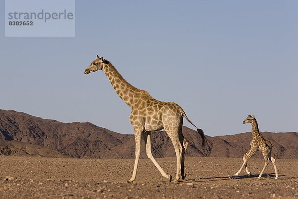 Giraffe  Giraffa camelopardalis  Wüste  jung  Namibia  Afrika