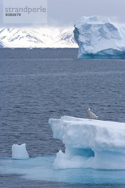 Eisberg  Europa  Norwegen  jung  groß  großes  großer  große  großen  Spitzbergen  Skandinavien  Svalbard