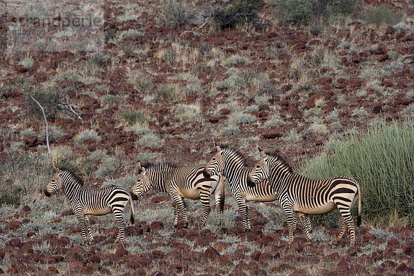 Hartmanns Bergzebra (Equus Zebra Hartmannae)  Damaraland  Namibia  Afrika