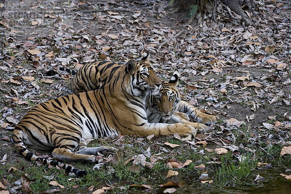 Raubkatze  Tiger  Panthera tigris  Asien  junges Raubtier  junge Raubtiere  Indien