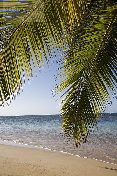 Las Terrenas  Halbinsel Samaná  Dominikanische Republik  Karibik  Karibik  Mittelamerika