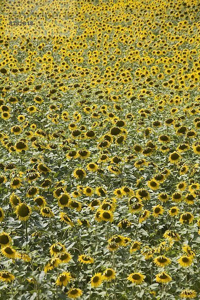 Sonnenblumen  Provence  Frankreich  Europa
