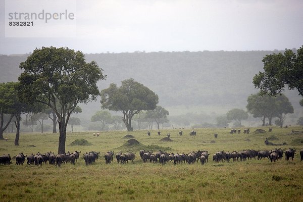 Ostafrika  unterhalb  Herde  Herdentier  Regen  wandern  Wildtier  Masai Mara National Reserve  Afrika  Kenia