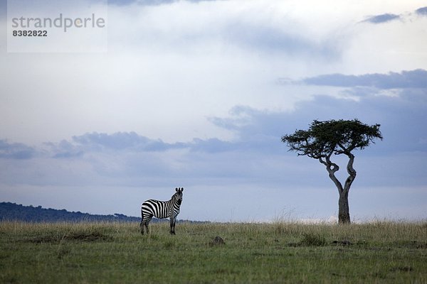 Ostafrika  Masai Mara National Reserve  Afrika  Kenia