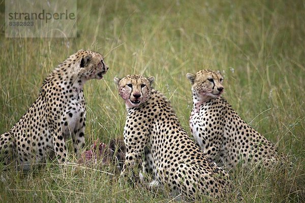 Ostafrika  Masai Mara National Reserve  Afrika  Kenia