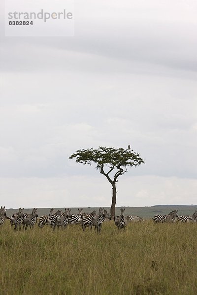 Ostafrika  Masai Mara National Reserve  Afrika  Kenia