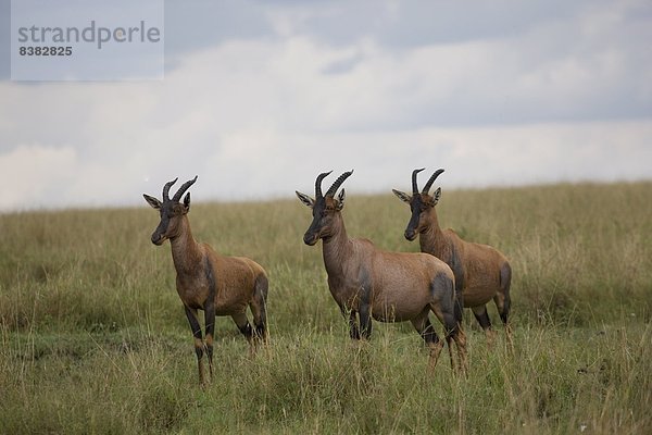 Ostafrika  Masai Mara National Reserve  Afrika  Kenia