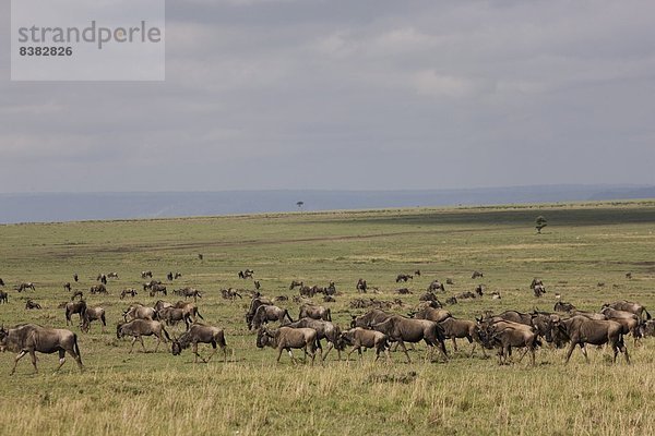 Ostafrika  Masai Mara National Reserve  Afrika  Kenia