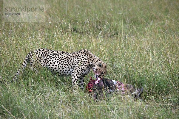 Ostafrika  Masai Mara National Reserve  Afrika  Kenia