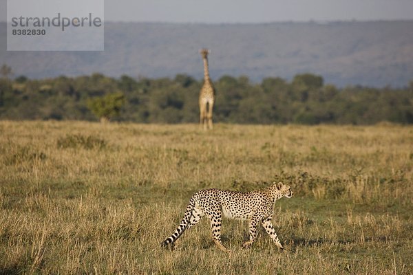 Ostafrika  Masai Mara National Reserve  Afrika  Kenia