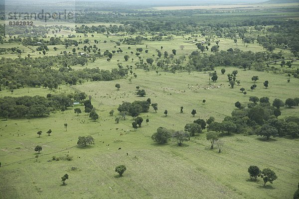 Masai Mara National Reserve  Kenia  Ostafrika  Afrika