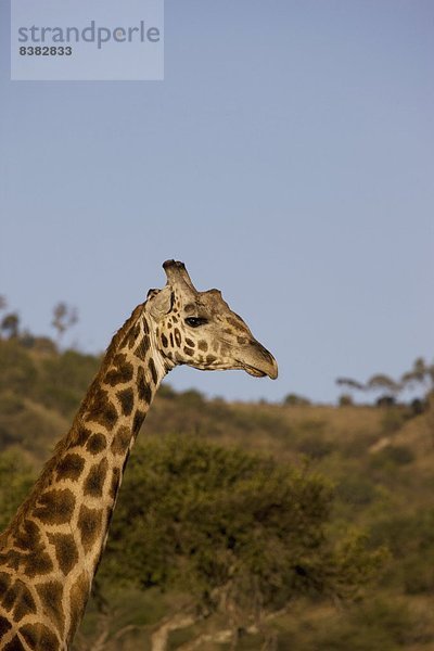 Ostafrika  Masai Mara National Reserve  Afrika  Kenia