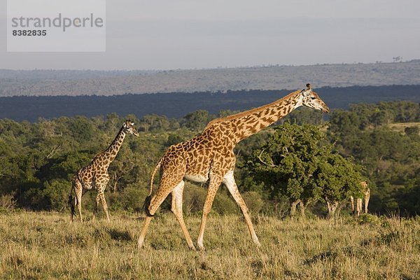 Ostafrika  Masai Mara National Reserve  Afrika  Kenia