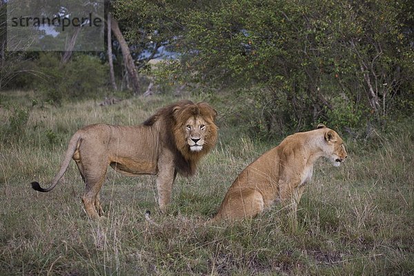 Ostafrika  Raubkatze  Masai Mara National Reserve  Afrika  Kenia  Löwe - Sternzeichen