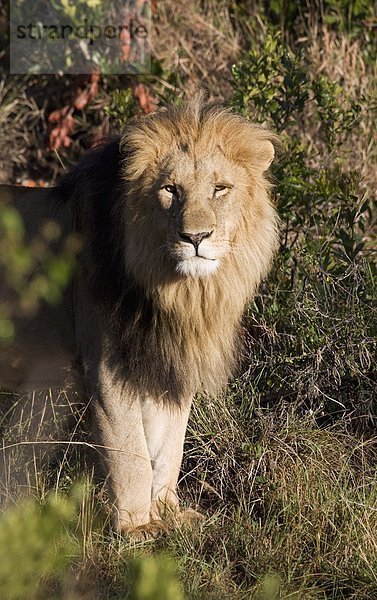 Ostafrika  Masai Mara National Reserve  Afrika  Kenia