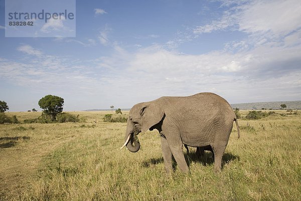 Ostafrika  Masai Mara National Reserve  Afrika  Kenia