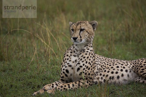 Ostafrika  Masai Mara National Reserve  Afrika  Kenia