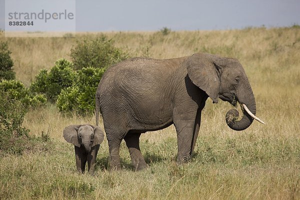 Ostafrika  Masai Mara National Reserve  Afrika  Kenia