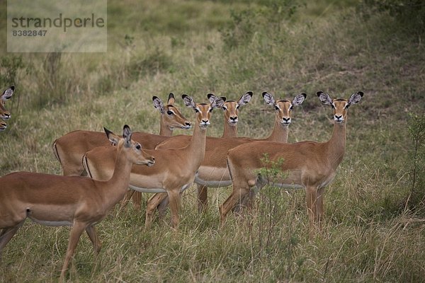 Ostafrika  Impala  Aepyceros melampus  Herde  Herdentier  Masai Mara National Reserve  Afrika  Kenia