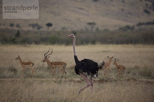 Ostafrika  Impala  Aepyceros melampus  Masai  Masai Mara National Reserve  Afrika  Kenia  Strauß  Struthiones