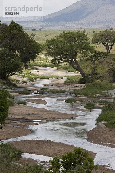 Masai Mara National Reserve  Kenia  Ostafrika  Afrika