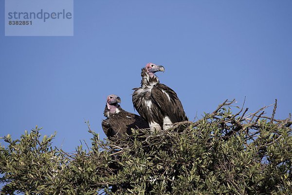 Ostafrika  Masai Mara National Reserve  Afrika  Kenia