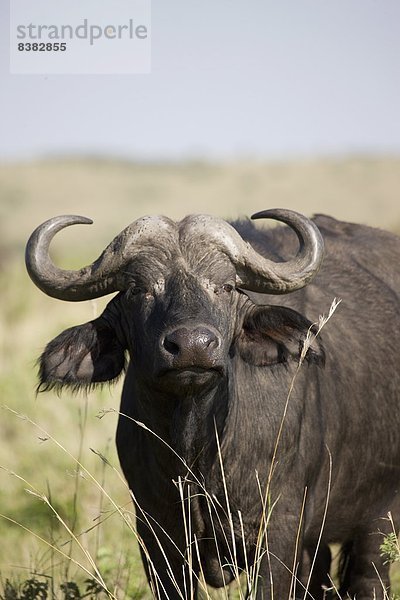 Ostafrika  Masai Mara National Reserve  Afrika  Kenia