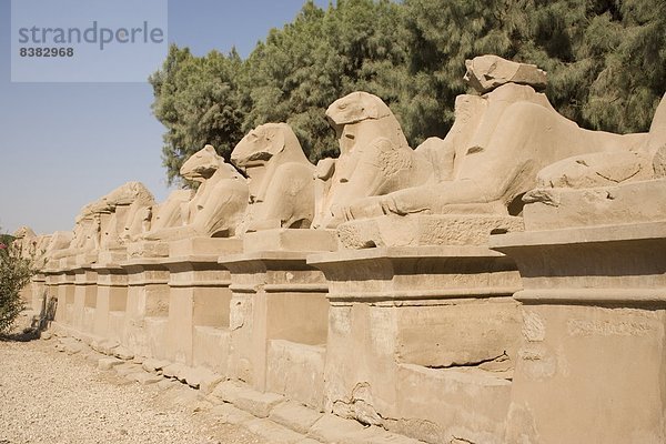 Avenue des Rams zum Tempel Bezirk  Karnak  in der Nähe von Luxor  Theben  UNESCO World Heritage Site  Ägypten  Nordafrika  Afrika