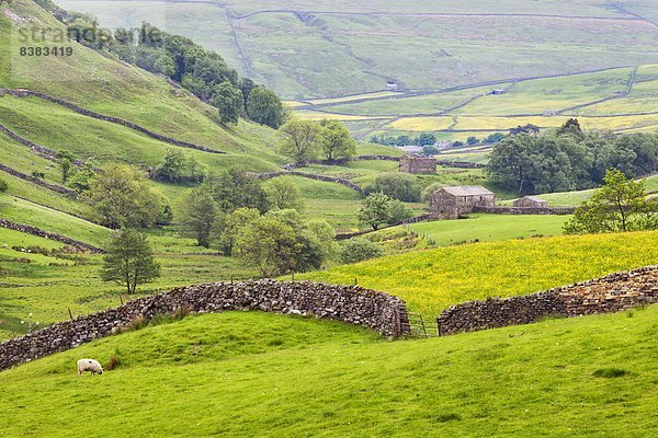 Steinmauer  Europa  Großbritannien  Hügel  trocken  Feld  Scheune  Yorkshire and the Humber  unterhalb  England  Swaledale