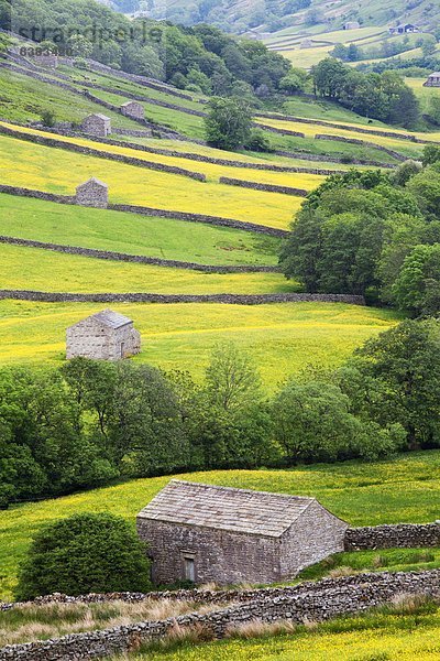 nahe  Europa  Großbritannien  Feld  Wiese  Scheune  Yorkshire and the Humber  Löwenzahn  England  Swaledale