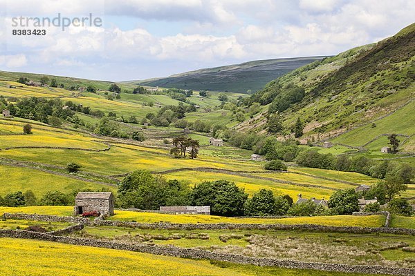 nahe  Europa  Sommer  Großbritannien  Yorkshire and the Humber  Hahnenfussgewächs  England  Swaledale