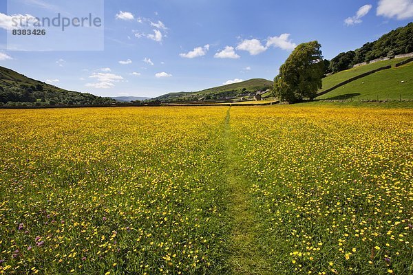 Europa  Großbritannien  Weg  Wiese  Yorkshire and the Humber  Löwenzahn  England  Swaledale