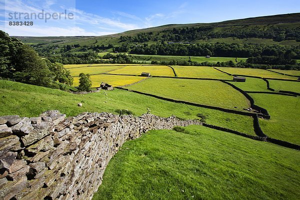 Europa  Sommer  Großbritannien  Wiese  Yorkshire and the Humber  England  Swaledale