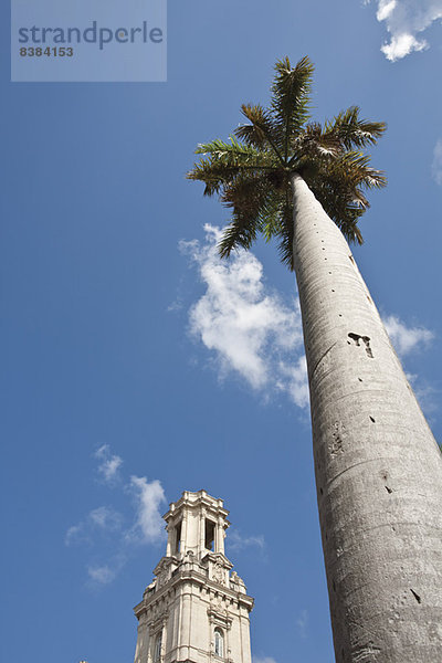 Palme und Glockenturm gegen blauen Himmel  Tiefblick