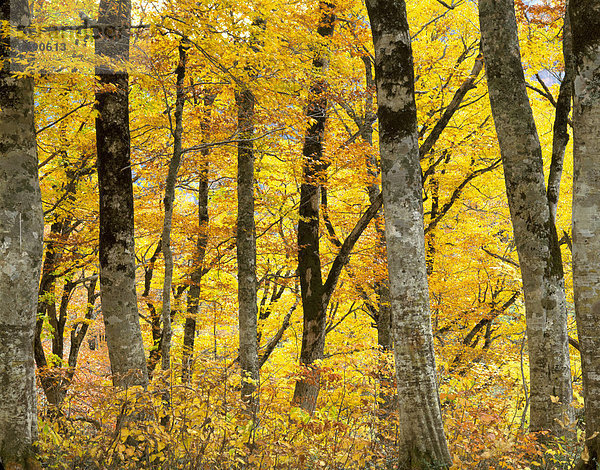 Herbstfarben