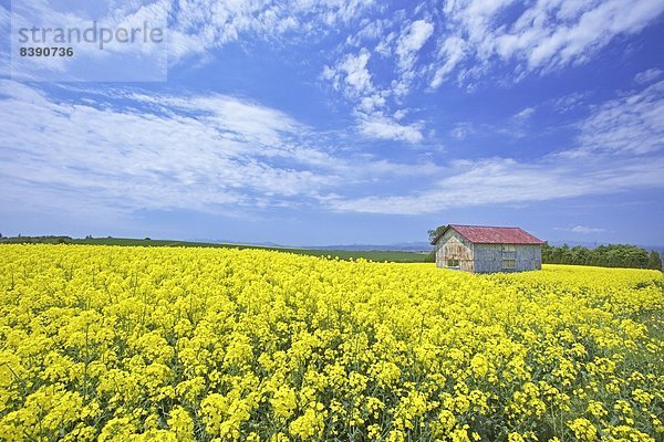 Raps-Feld