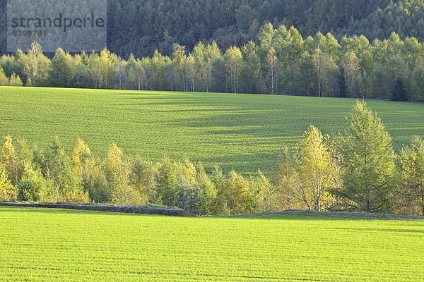 Biei  Hokkaido  Hokkaido