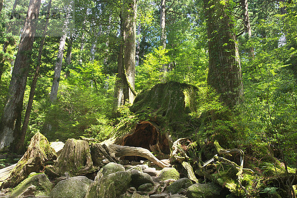 Yakushima Island  Kagoshima Prefecture