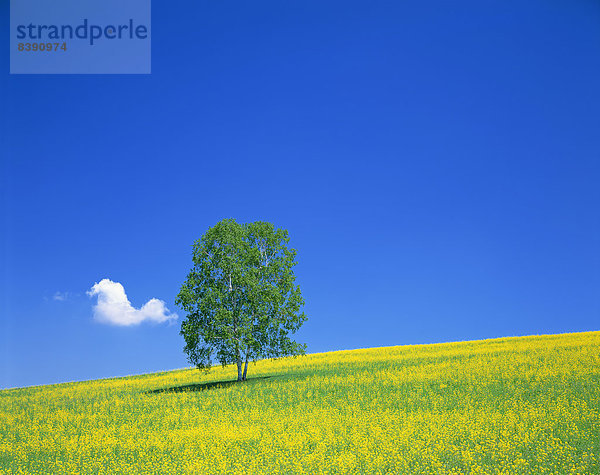 Baum auf der Weide