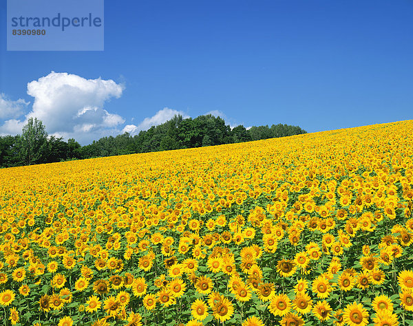 Sonnenblumen