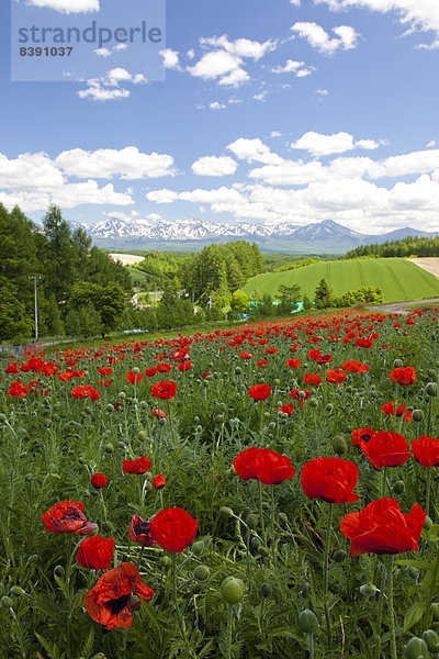 Blühen Sie Feld