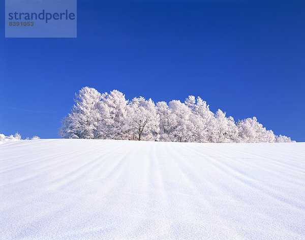 Biei  Hokkaido  Hokkaido