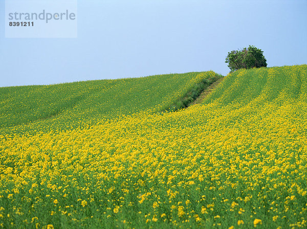 Blühen Sie Feld