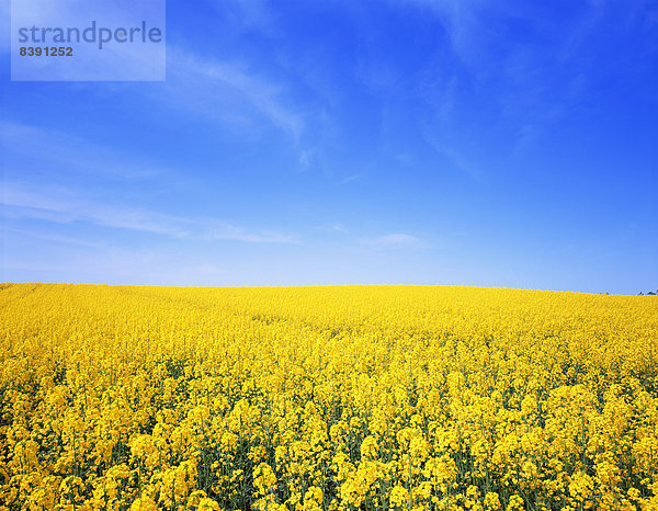 Blühen Sie Feld